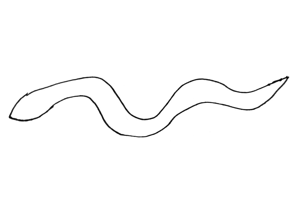 Detail view of drawing an eel activity.