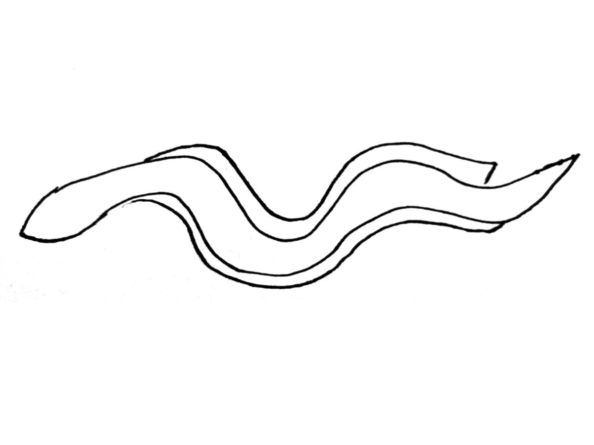 Detail view of drawing an eel activity.