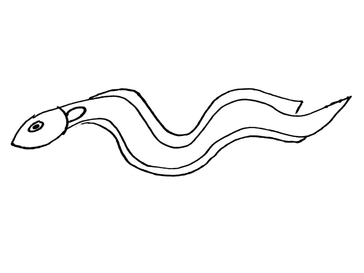 Detail view of drawing an eel activity.