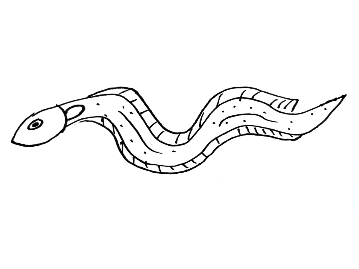 Detail view of drawing an eel activity.
