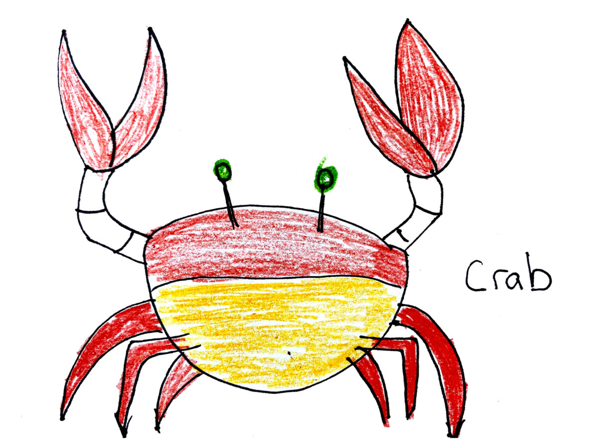 Detail view of drawing a crab activity.